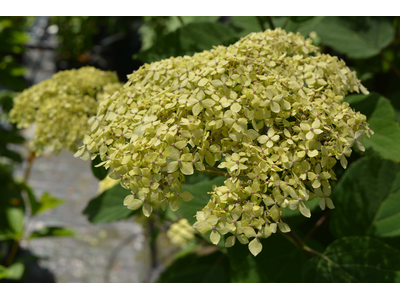 Hydrangea arborescens