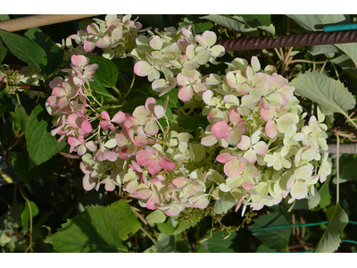 Hydrangea aspera