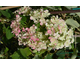 Hydrangea aspera The Ditch