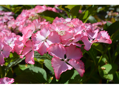 Hydrangea macrophylla