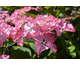 Hydrangea macrophylla