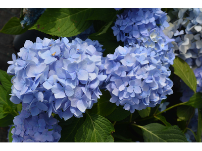 Hydrangea macrophylla