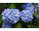 Hydrangea macrophylla