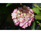 Hydrangea macrophylla Charming Julia