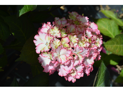 Hydrangea macrophylla