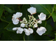 Hydrangea macrophylla Choco Chic ® Rendez-Vous