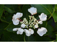 Hydrangea macrophylla