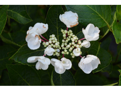 Hydrangea macrophylla