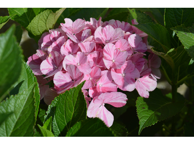 Hydrangea macrophylla