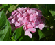 Hydrangea macrophylla