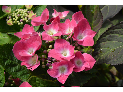 Hydrangea macrophylla