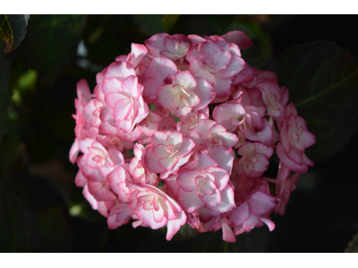 Hydrangea macrophylla