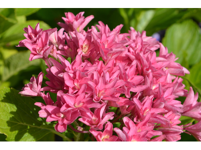 Hydrangea macrophylla