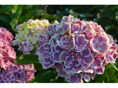 Hydrangea macrophylla