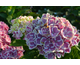 Hydrangea macrophylla Red Ace