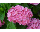 Hydrangea macrophylla Red Baron