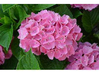 Hydrangea macrophylla