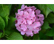 Hydrangea macrophylla Saskia - Dutch Ladies