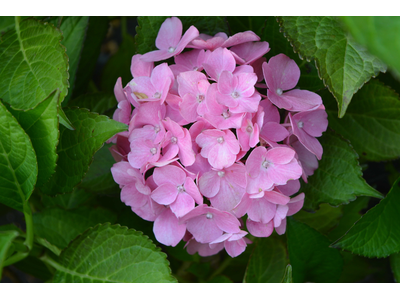 Hydrangea macrophylla