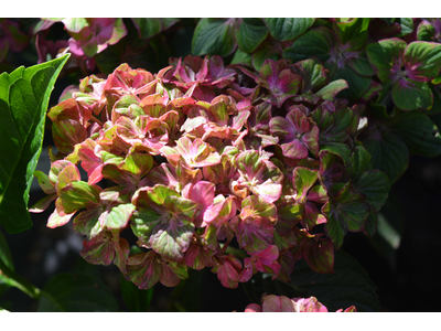 Hydrangea macrophylla