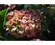 Hydrangea macrophylla Schloss Wackerbarth