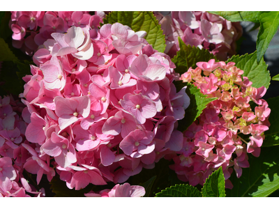 Hydrangea macrophylla