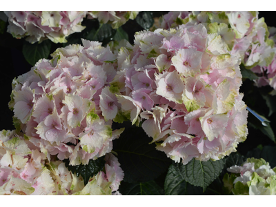 Hydrangea macrophylla