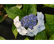 Hydrangea macrophylla