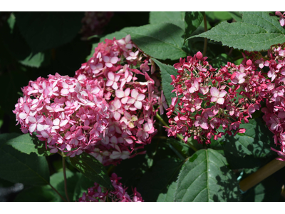 Hydrangea arborescens