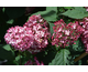 Hydrangea arborescens Ruby Annabelle ® PW