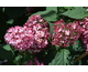 Hydrangea arborescens