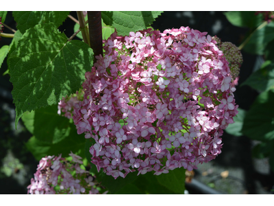 Hydrangea arborescens