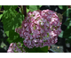 Hydrangea arborescens Sweet Annabelle ® PW