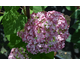 Hydrangea arborescens