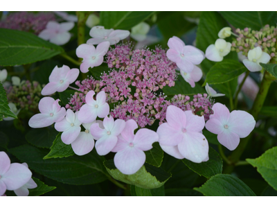 Hydrangea