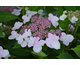 Hydrangea Cloudi ®