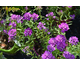 Iberis sempervirens Absolutely Amethyst