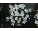 Iberis sempervirens Appen-Etz