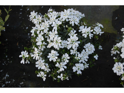Iberis sempervirens