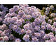 Iberis sempervirens Pink Ice ®