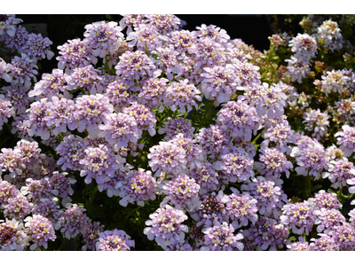 Iberis sempervirens