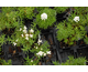 Iberis sempervirens Tahoe