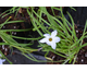 Ipheion uniflorum 