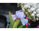 Iris pumila Blue Denim