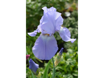 Iris germanica