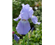 Iris germanica Babbeling Brook