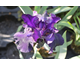 Iris germanica Black Prince