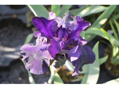 Iris germanica