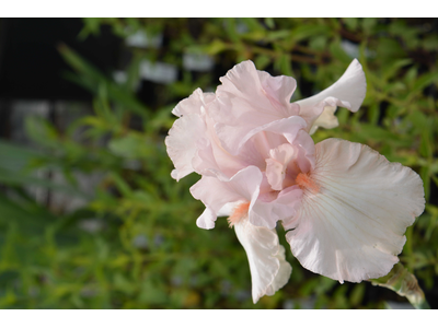 Iris germanica