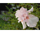 Iris germanica Blushing Pink